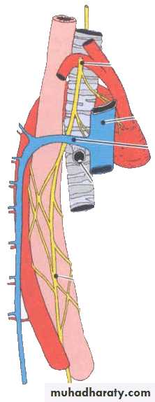 Cranial Nerves