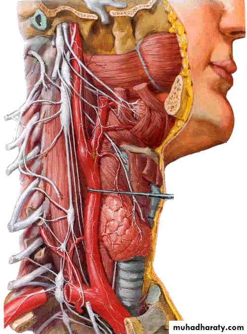 Cranial Nerves