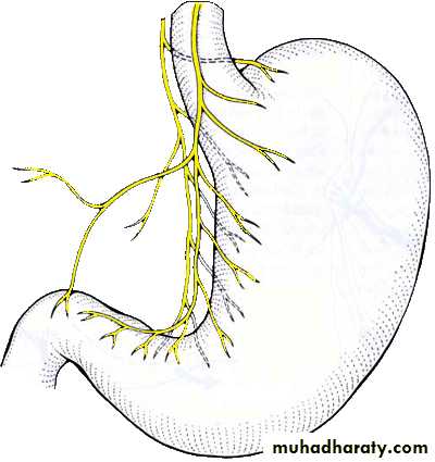 Cranial Nerves