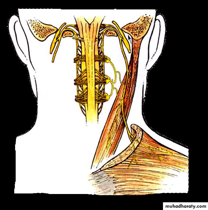Cranial Nerves