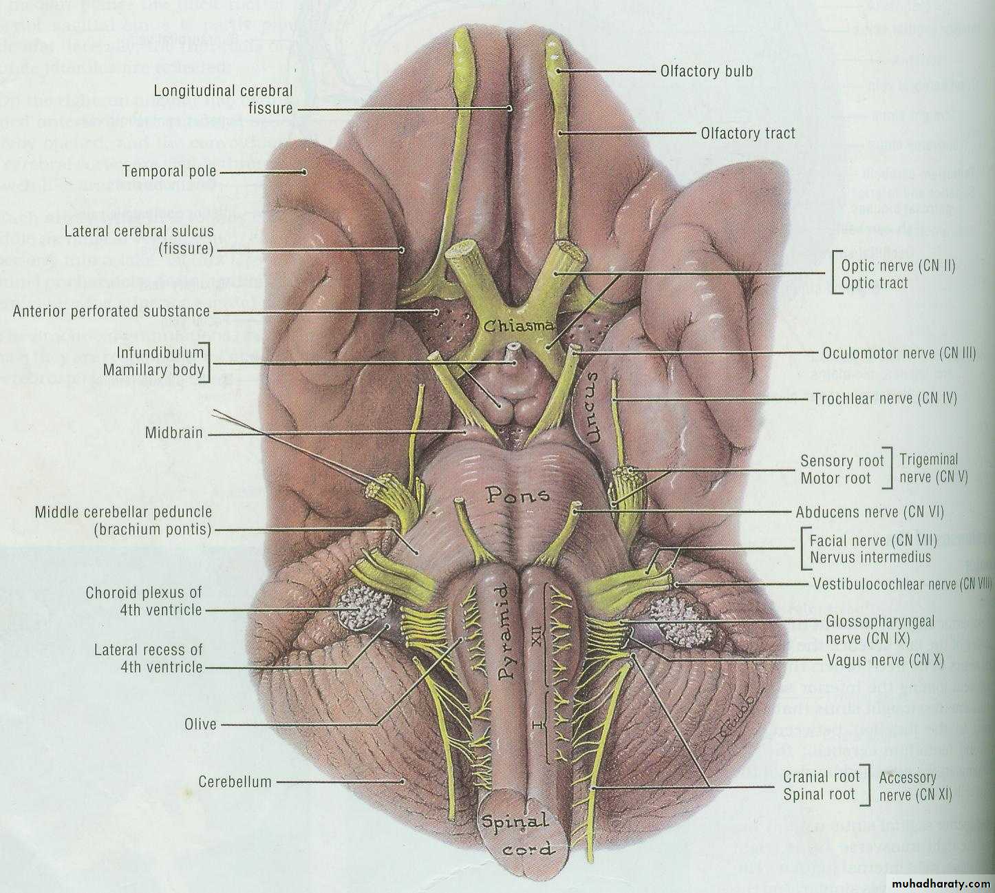 Cranial Nerves