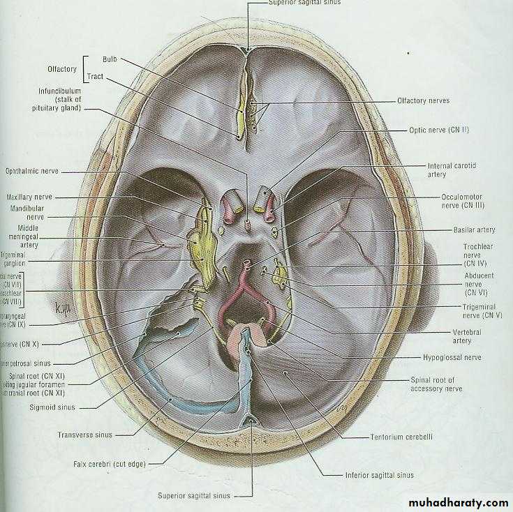 Cranial Nerves