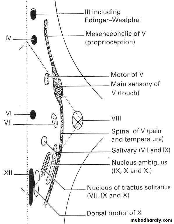 Cranial Nerves