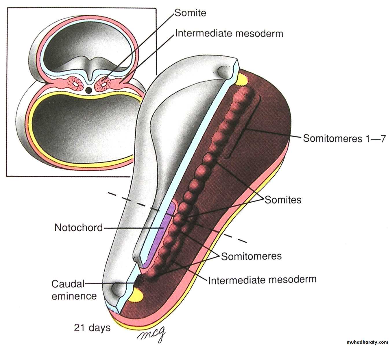 Cranial Nerves