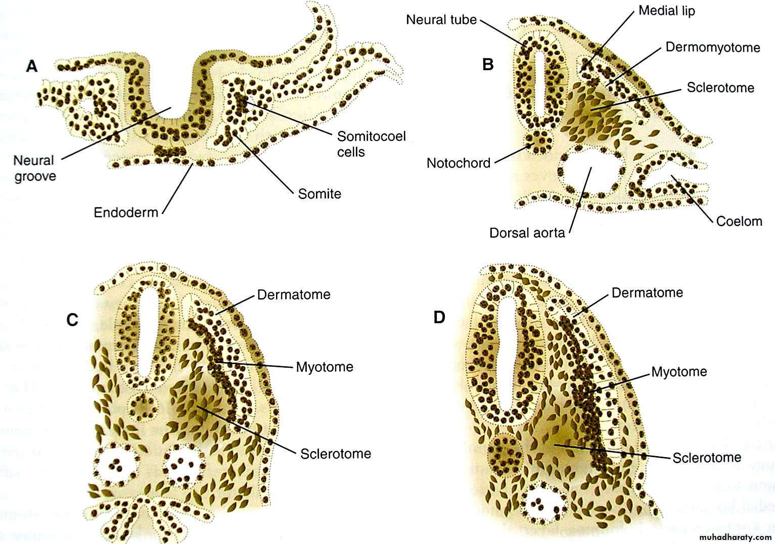 Cranial Nerves
