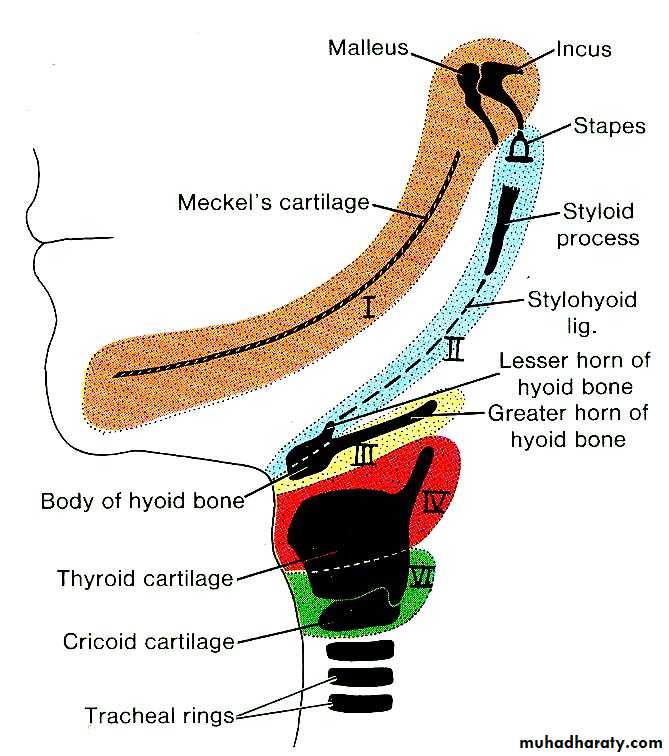 Cranial Nerves