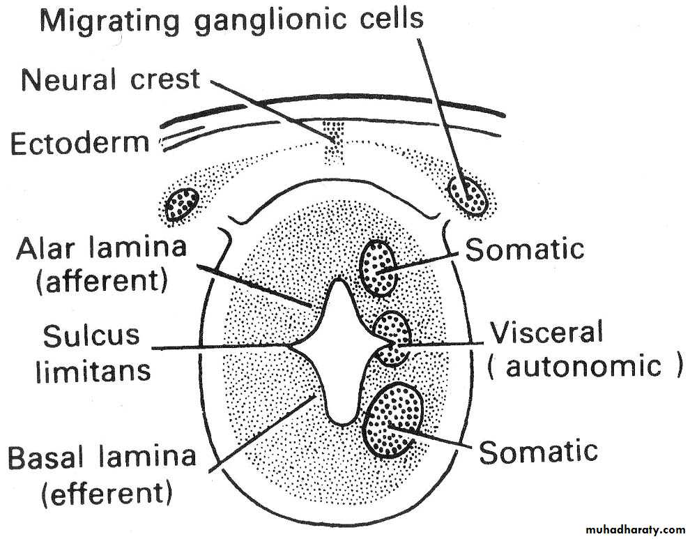 Cranial Nerves
