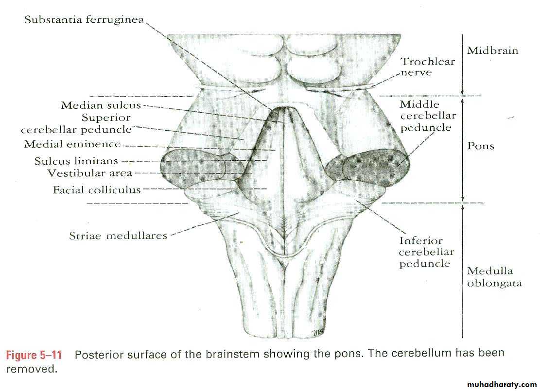 Cranial Nerves