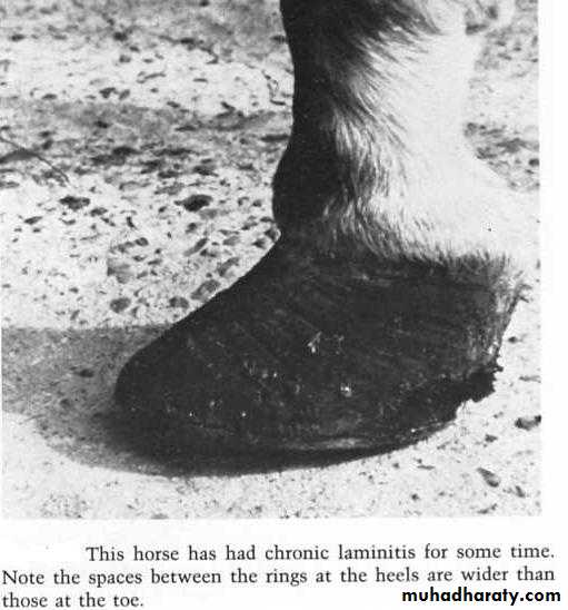 lameness 4