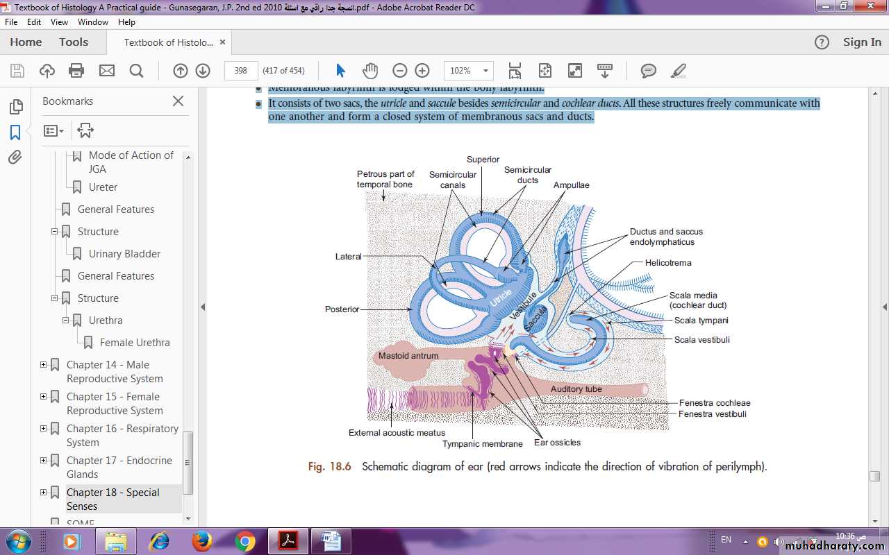 Sense organ Ear I