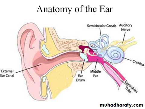 Sence organs Ear ppt