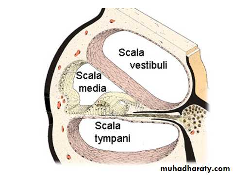 Sence organs Ear ppt
