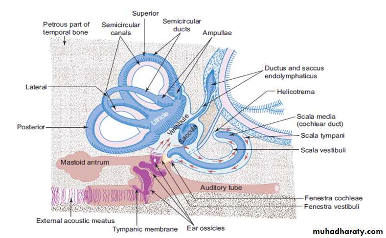 Sence organs Ear ppt