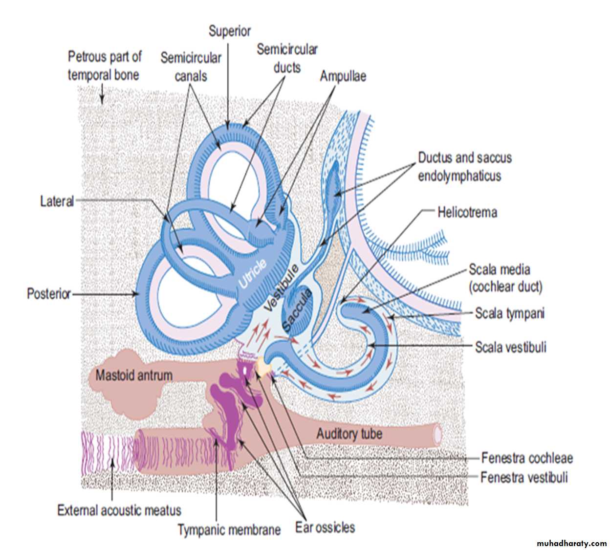 Sence organs Ear ppt