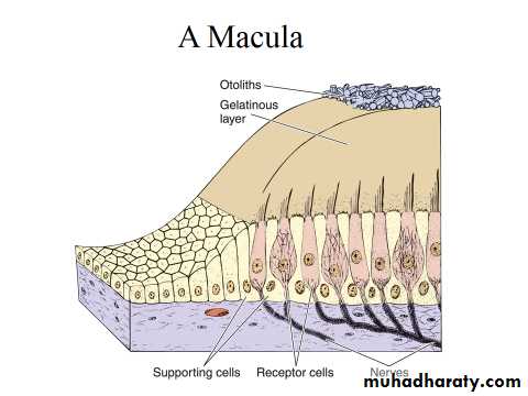 Sence organs Ear ppt