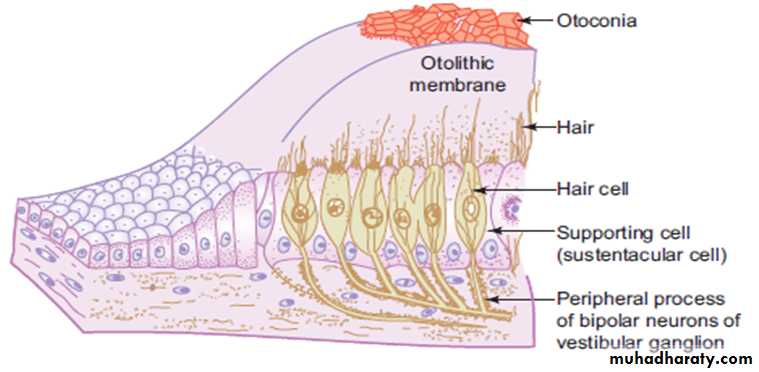 Sence organs Ear ppt