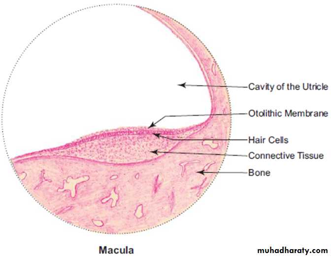 Sence organs Ear ppt