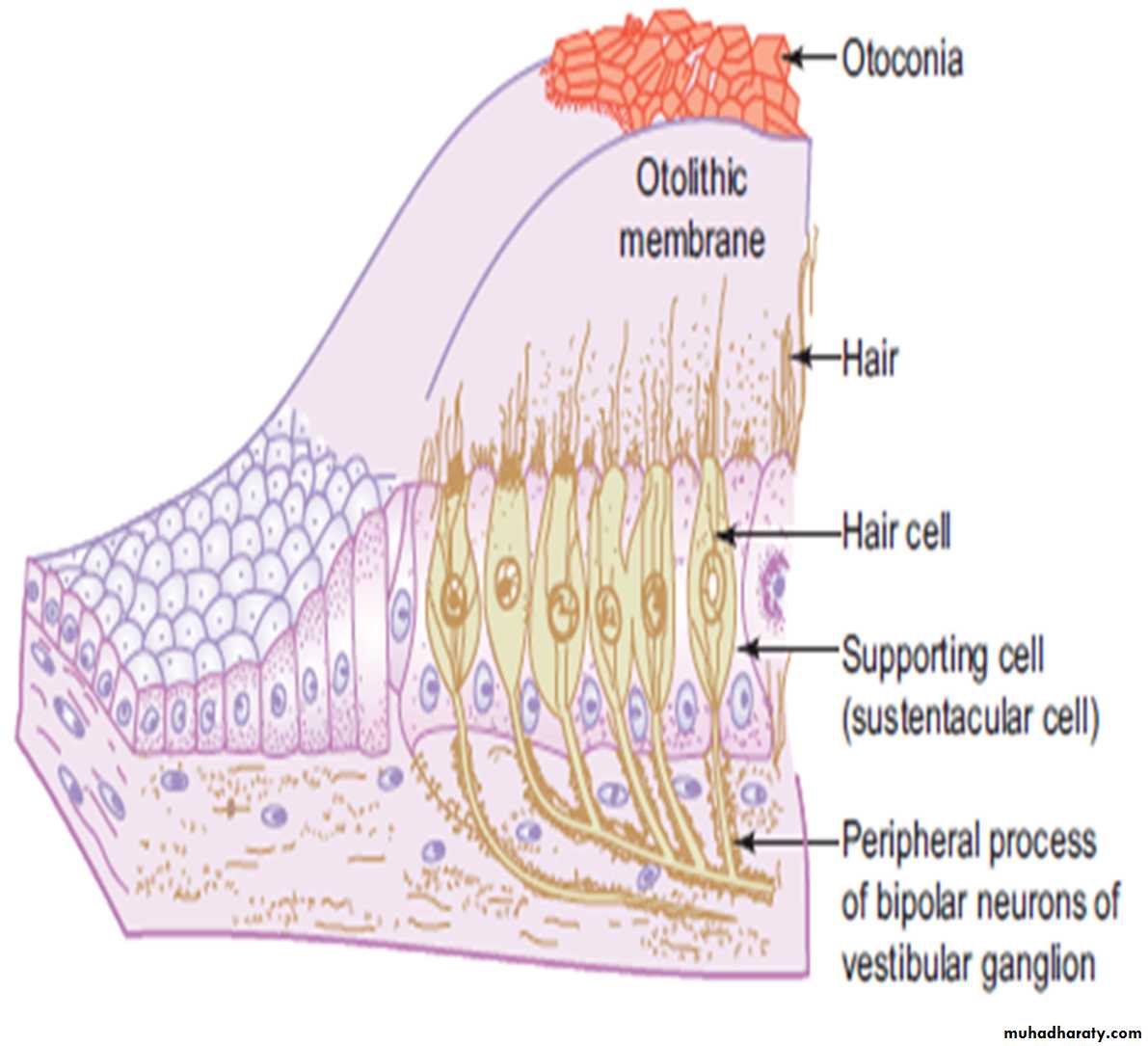 Sence organs Ear ppt