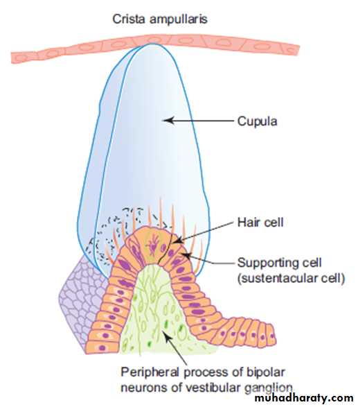 Sence organs Ear ppt