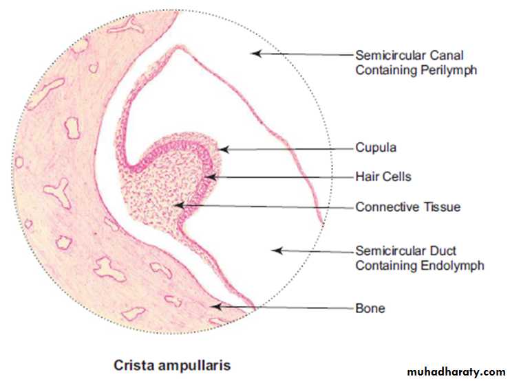 Sence organs Ear ppt