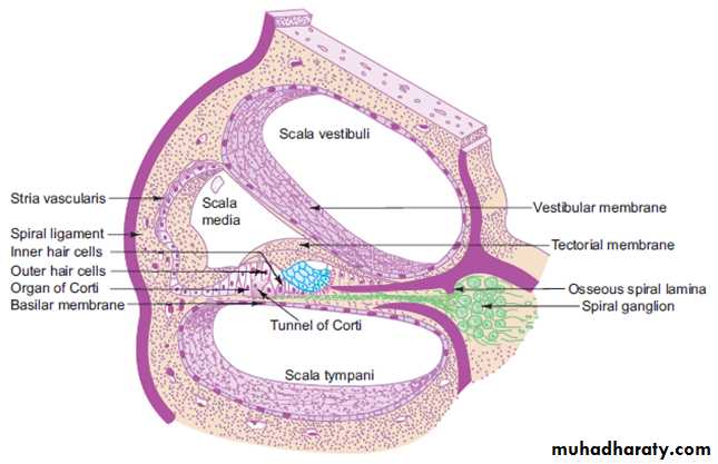 Sence organs Ear ppt