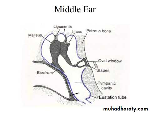 Sence organs Ear ppt