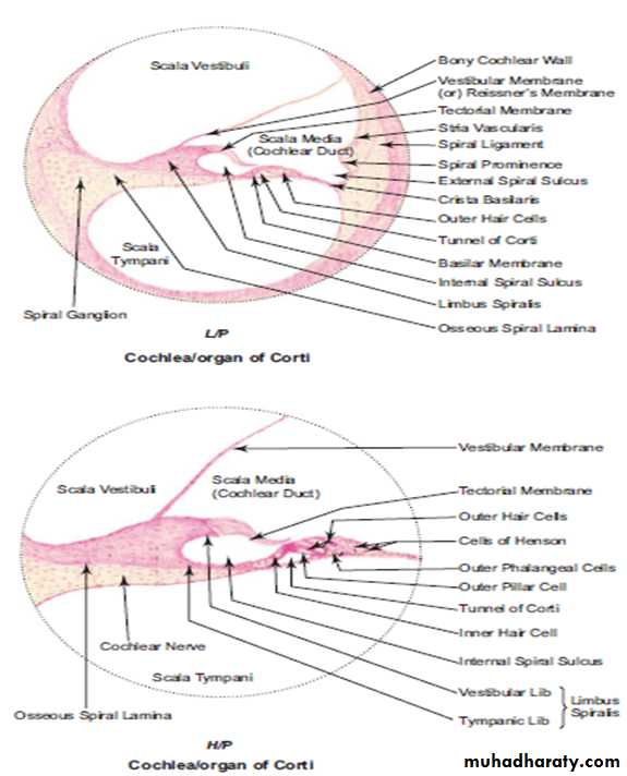 Sence organs Ear ppt