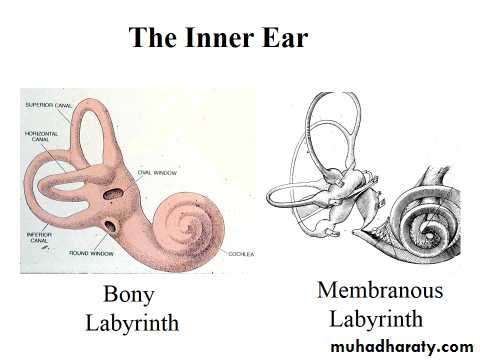 Sence organs Ear ppt
