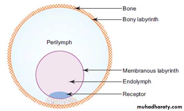 Sence organs Ear ppt