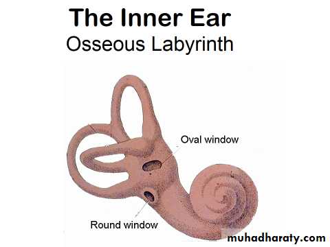 Sence organs Ear ppt