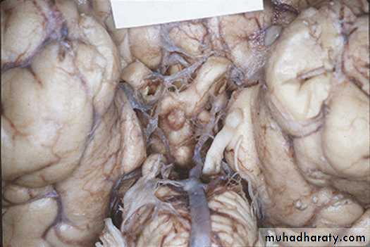 د.عبدالرحمن