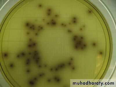 Listeria Monocytogenes