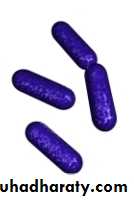 Listeria Monocytogenes