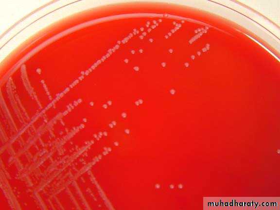 Listeria Monocytogenes