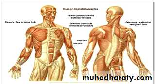 DISEASES OF THE MUSCLES