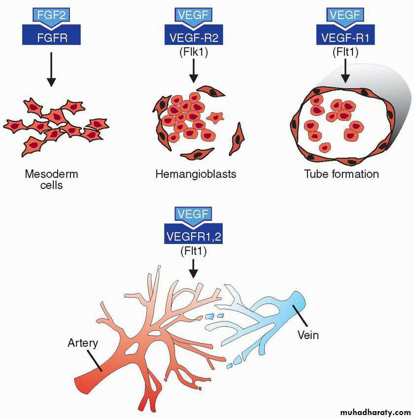 Cardiovascular System ppt