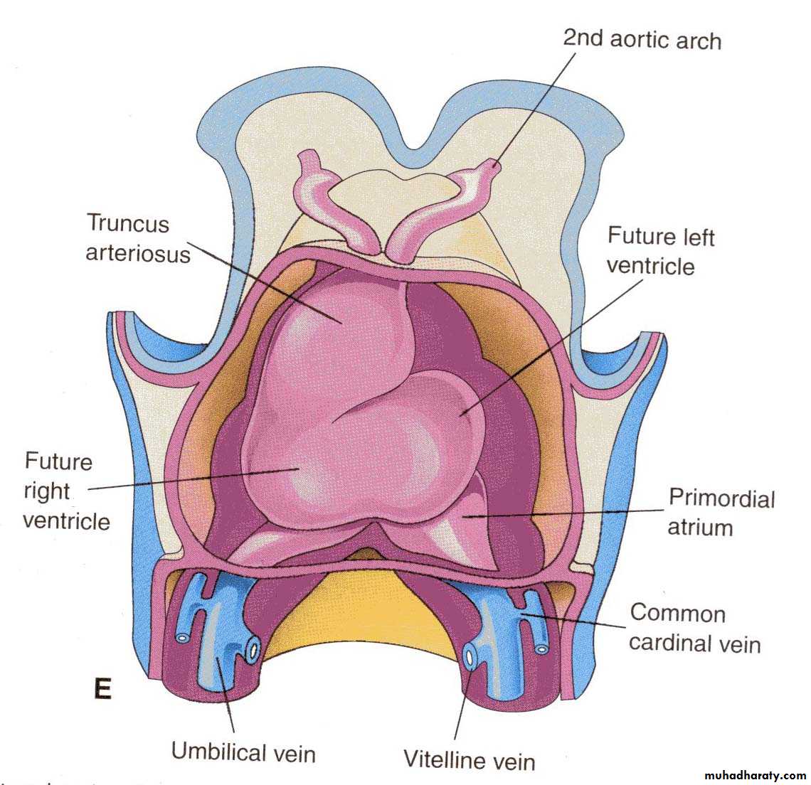 Cardiovascular System ppt
