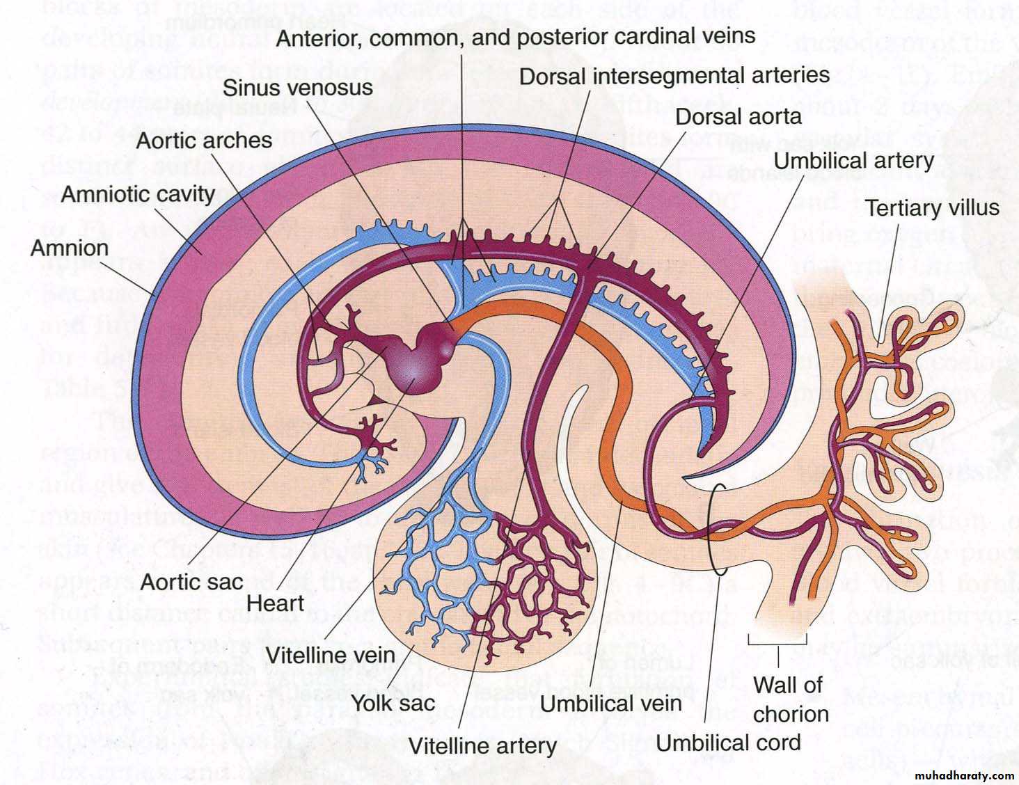 Cardiovascular System ppt