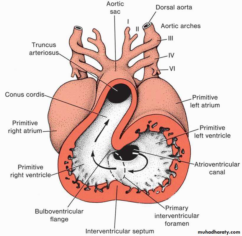 Cardiovascular System ppt