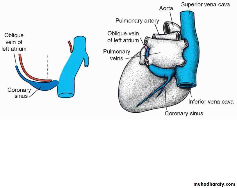 Cardiovascular System ppt
