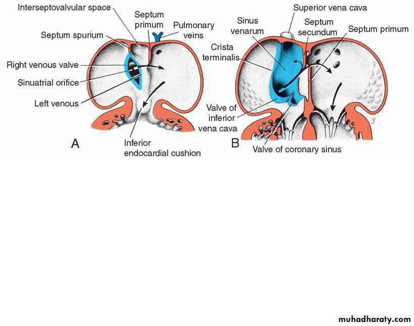 Cardiovascular System ppt