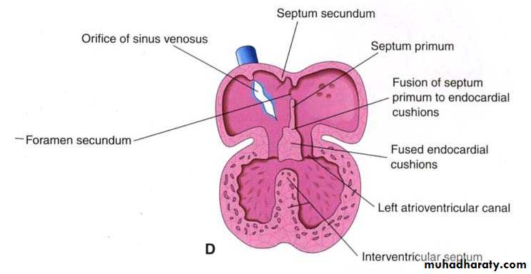 Cardiovascular System ppt