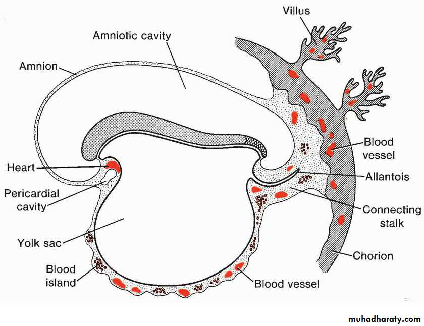 Cardiovascular System ppt