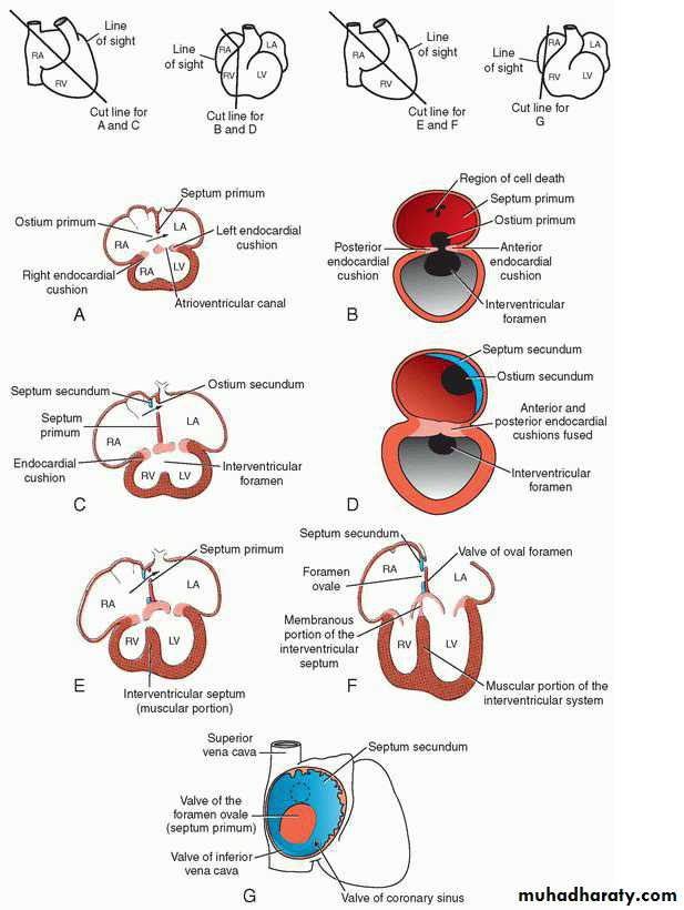 Cardiovascular System ppt