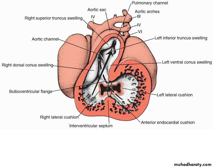 Cardiovascular System ppt