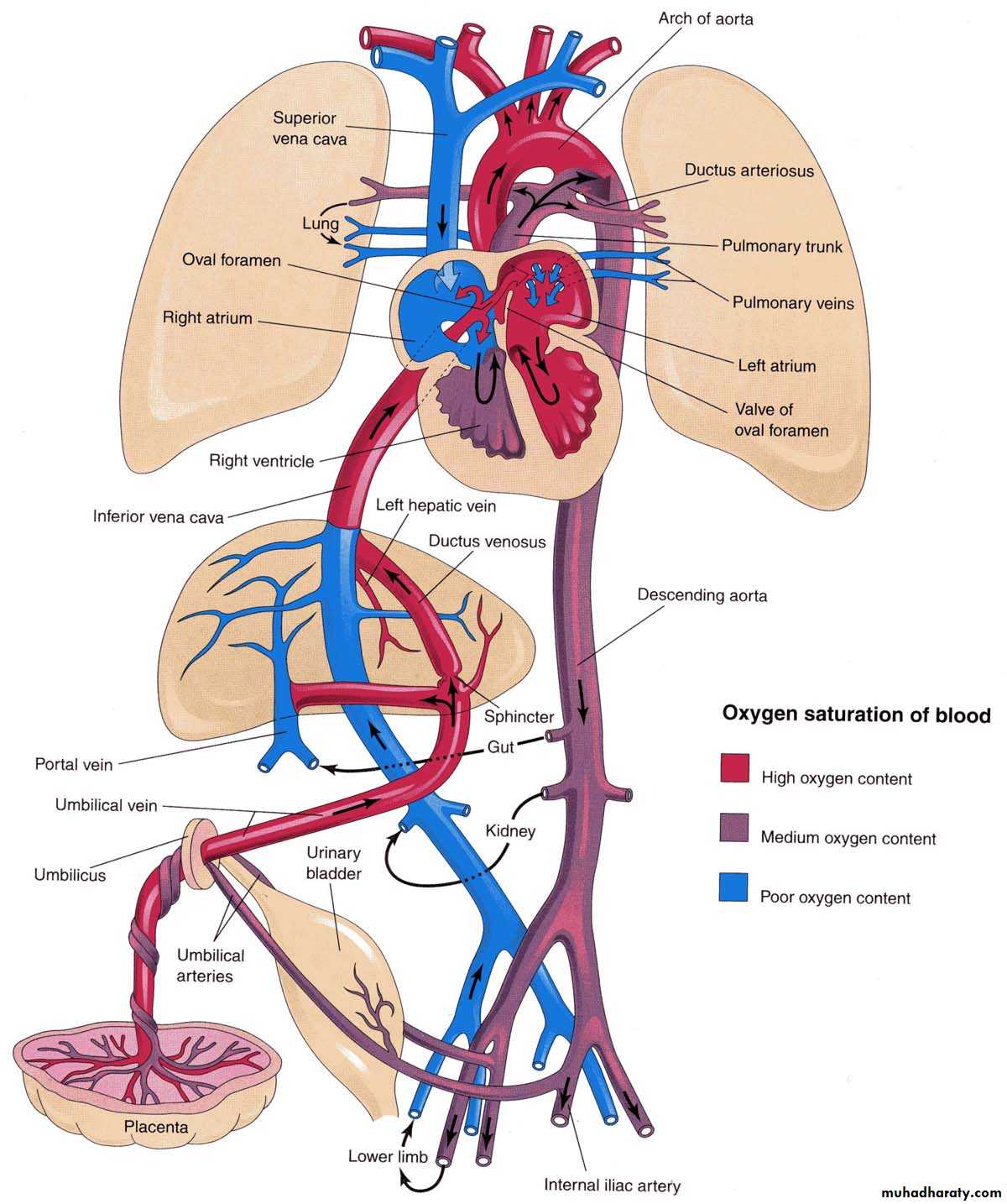 Cardiovascular System ppt