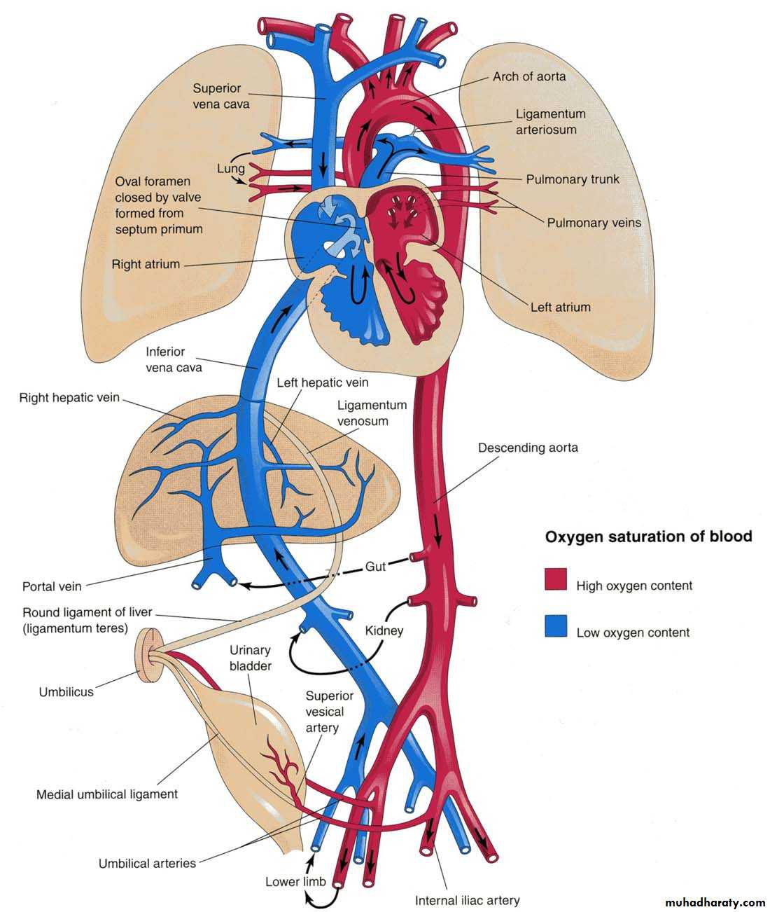 Cardiovascular System ppt