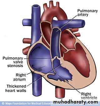 Cardiovascular System ppt