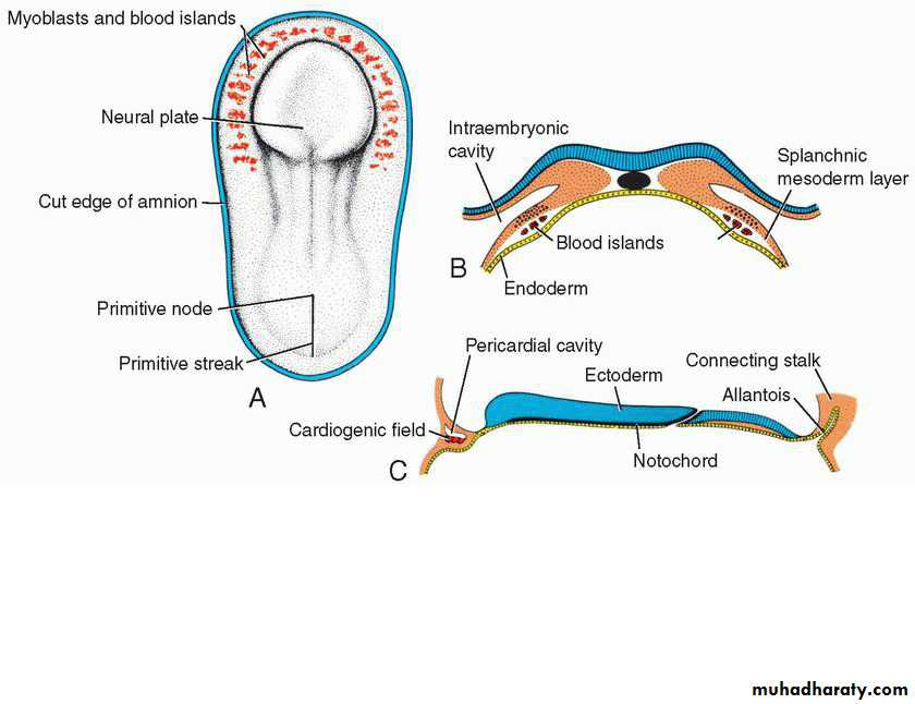 Cardiovascular System ppt