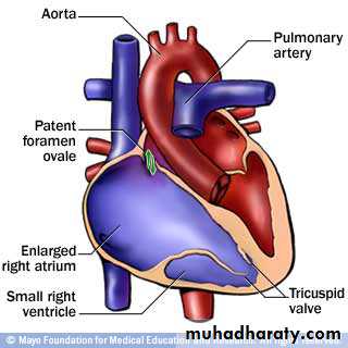 Cardiovascular System ppt